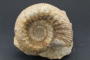 Ammoniten 3539